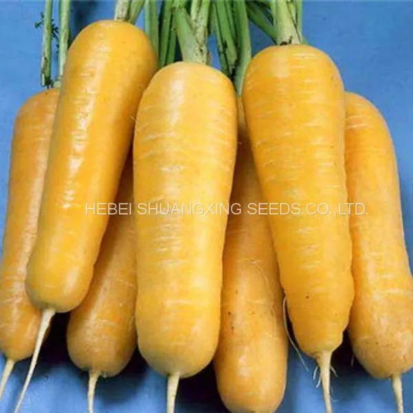 Chinese Good Quality Yellow Skin Hybrid Carrot Seeds for Sale photo-2