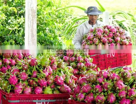 Dragon Fruit Vietnam Specialties - Fresh Dragon Fruit for Sale - Red Dragon Fruit photo-4