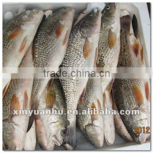 Frozen Red Drum Seafood and Fish
