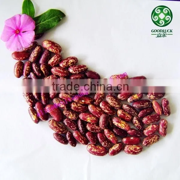New Crop Bulk PSKB Beans photo-2