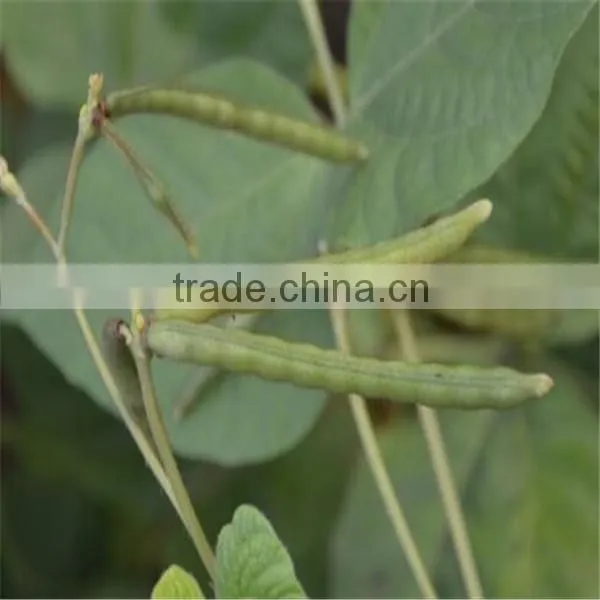 Food Grade Green Mung Beans(Heilongjiang) photo-4