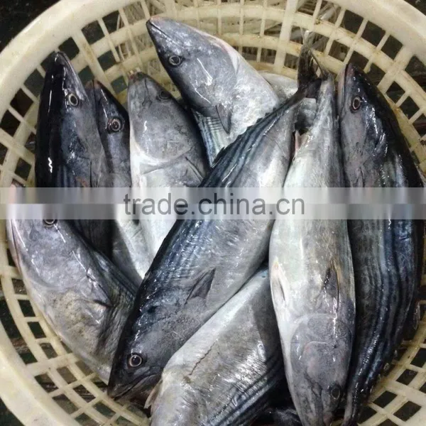 Frozen Bonito Fish photo-2