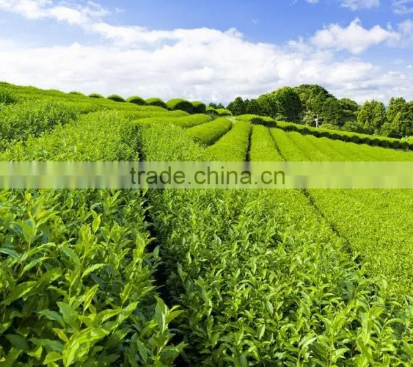 Nature Green Tea Extract EGCG 95%