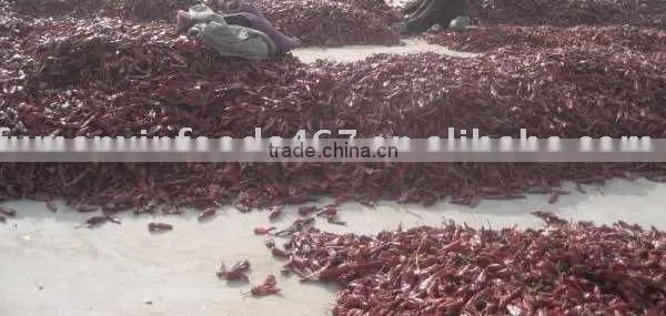 Chilli photo-3
