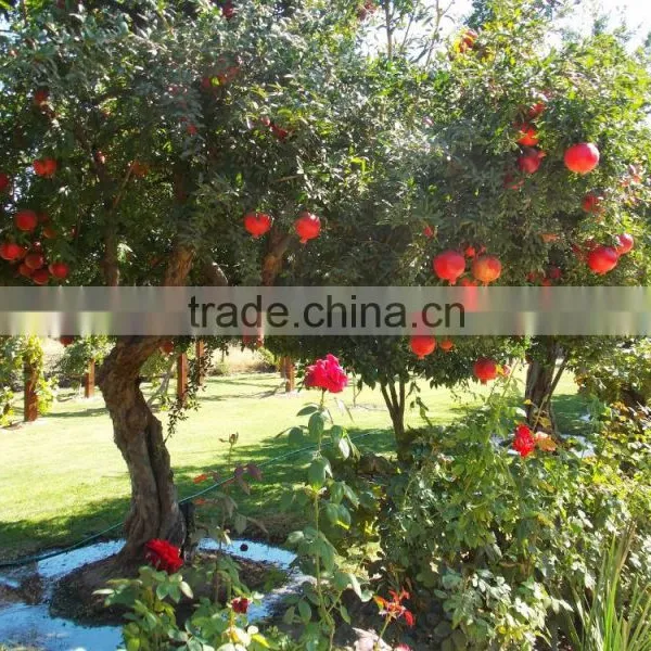 Talya Pomegranate Seed Oil photo-2