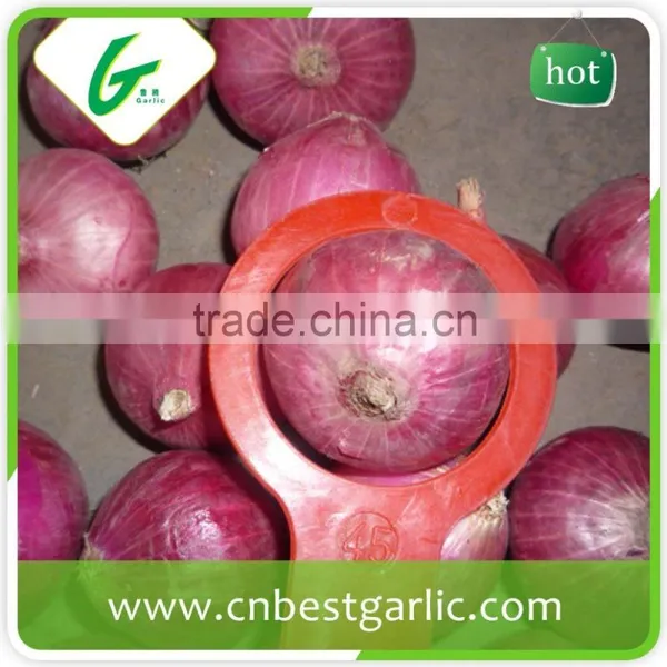Dehydrated Fresh Onion Buyers photo-3
