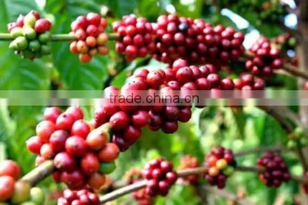 UNWASHED ARABICA GREEN COFFEE BEANS GRADE 1 SCREEN 16 photo-4
