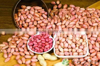 China Good Quality Oil Extractor Peanuts photo-2