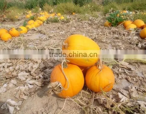 Bulk Pumpkin Kernels Grow Without Shell for Oil Use Export Grade photo-4