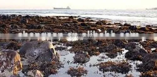 Indonesia Dried Sargassum Seaweeds