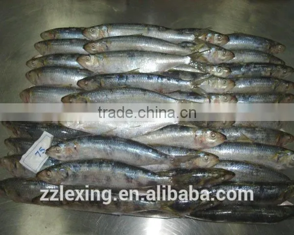 Good Quality Frozen Sardine for Bait photo-2