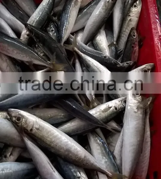 SCAD: ROUND/ LAYANG/ YELLOW TAIL/ YELLOWSTRIPE/ BIG EYES photo-6