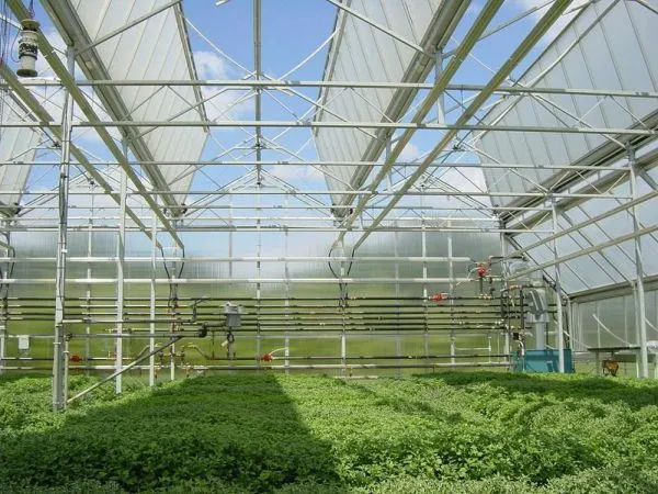 Greenhouse Farming for Vegetable Production and Processing
