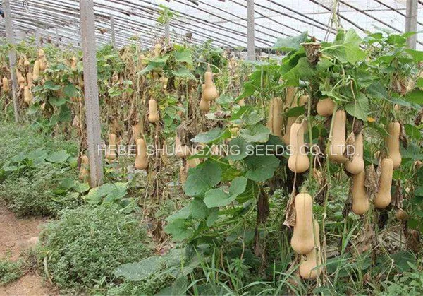 2021 Wholesale Butternut Flesh Hybrid Squash Seeds Pumpkin Seeds for Planting photo-4