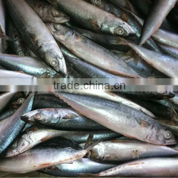 NEW LANDING FROZEN FISH PACIFIC MACKEREL SEA FROZEN 400-600G photo-4