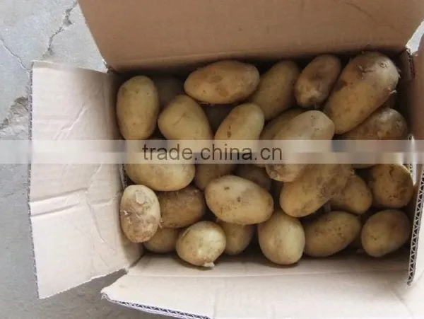 2015 New Crop of the Potato With Lowest Price