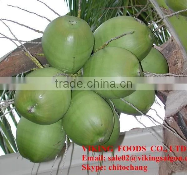 TASTY FROZEN SHREDDED COCONUT - VIET NAM - BEST FRICE photo-4