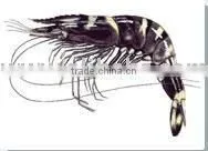 Black Tiger Shrimp