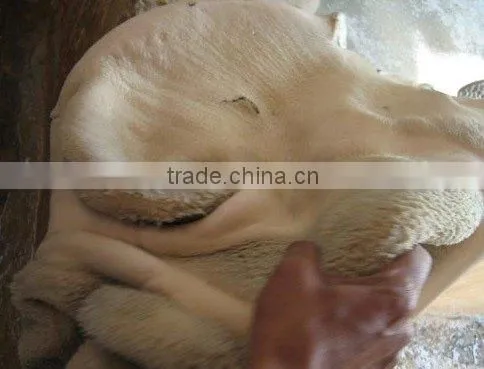 Meat-Frozen Tripe