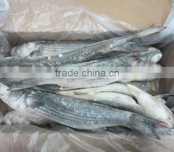 Frozen Grey Mullet Fish Whole Round photo-6