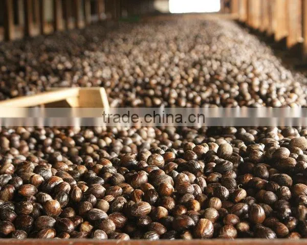 Nutmeg photo-4