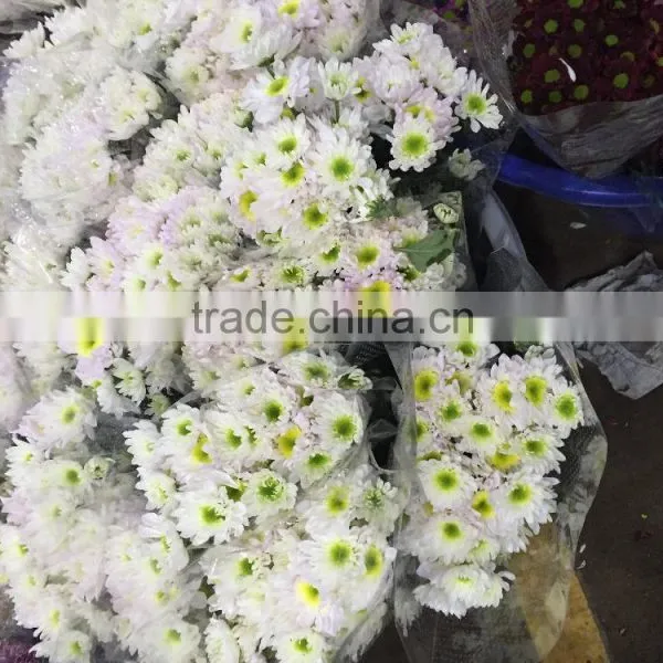 Fresh Cut Chrysanthemums Flower photo-4