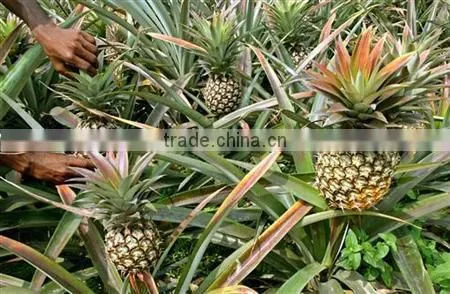 Fresh King Pineapples - AAA Quality - 2014 Crop