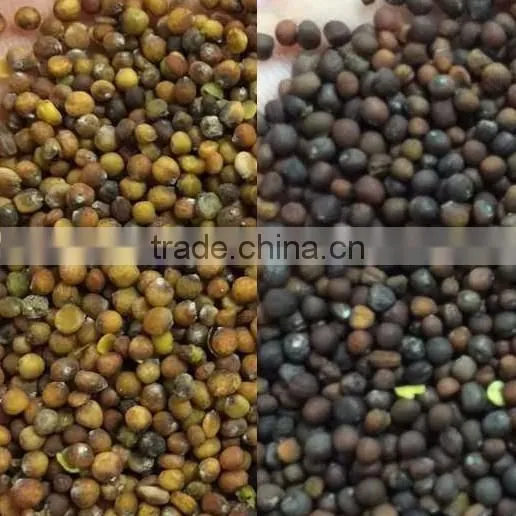 Cabbage Seeds Color Sorter With CE Certification photo-2