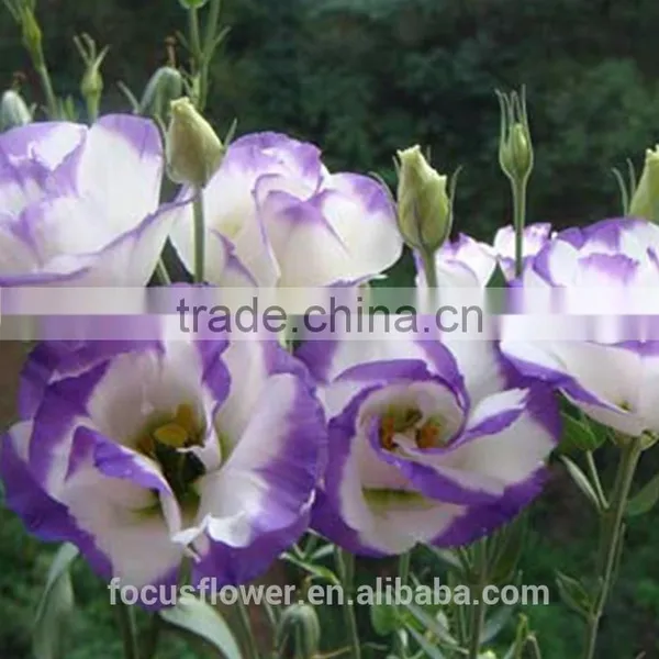 Factory Direct Purple Ring Fresh Cut Eustomas Wholesale photo-4