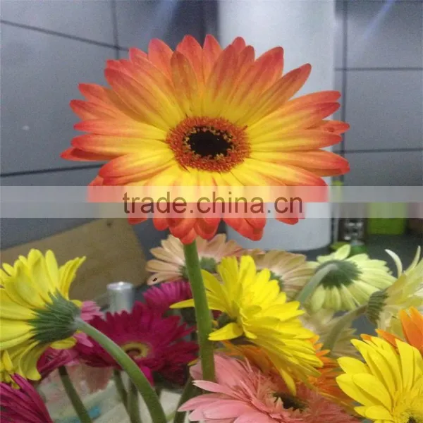 Fresh Gerbera Chrysanthemum Cut Flowers Exporters in China photo-2