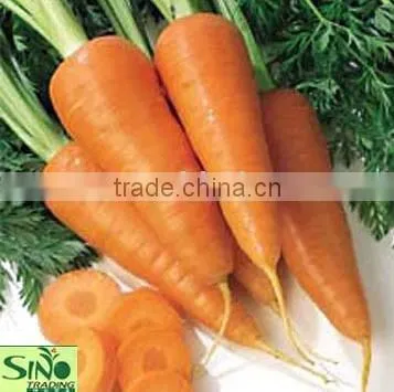 Fresh Carrot