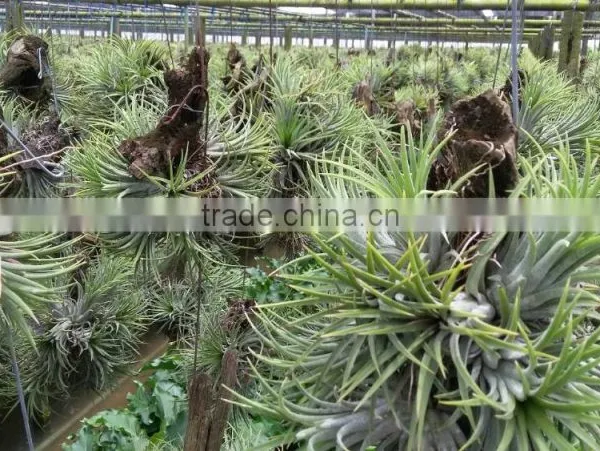 Tillandsia Air Plant photo-6
