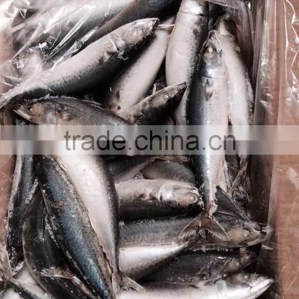 Land Frozen Mackerel Fish photo-3