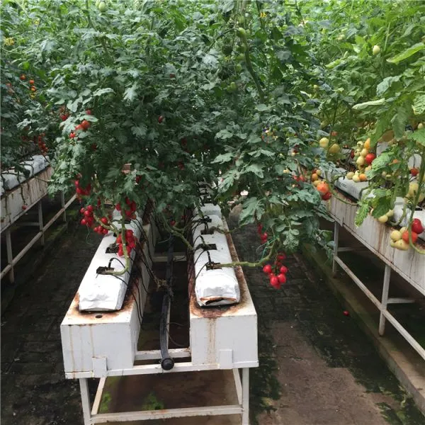Multispan Glass Greenhouse, Commercial Glass Greenhouse for Vegetables Planting photo-4