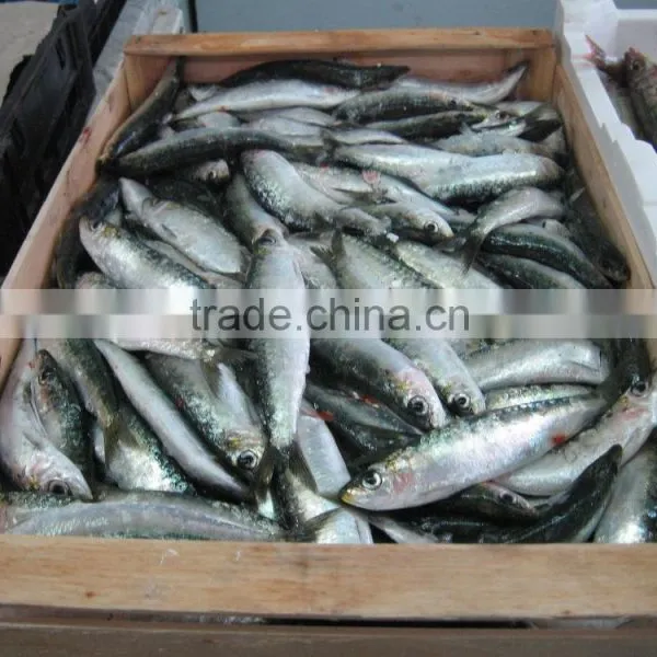 WR Frozen Sardines photo-6