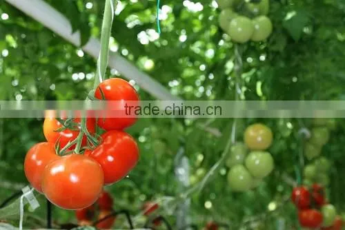 Tomato photo-4