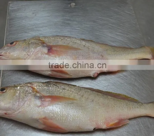 MEXICO YELLOW CROAKER WHOLE ROUND photo-5