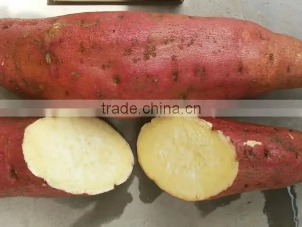 All Kinds of Sweet Potato photo-5