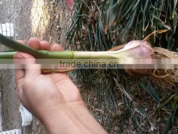 FRESH NORMAL WHITE GARLIC EXPORT 4.5 CM , EGYPT. photo-2