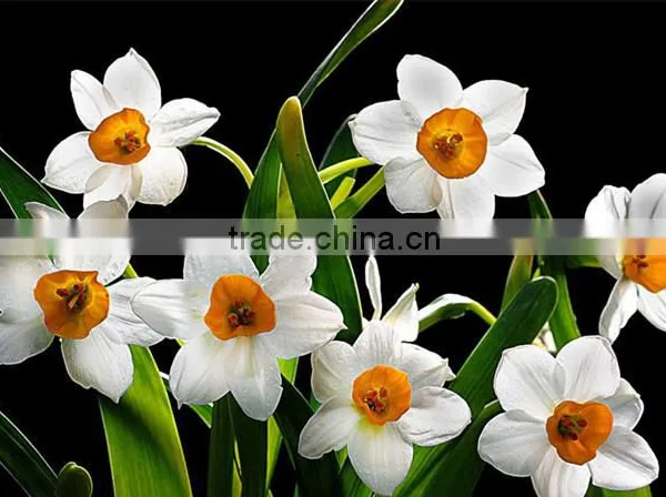 Zhangzhou Narcissus Tazetta Bulbs Daffodil Flower Bulb