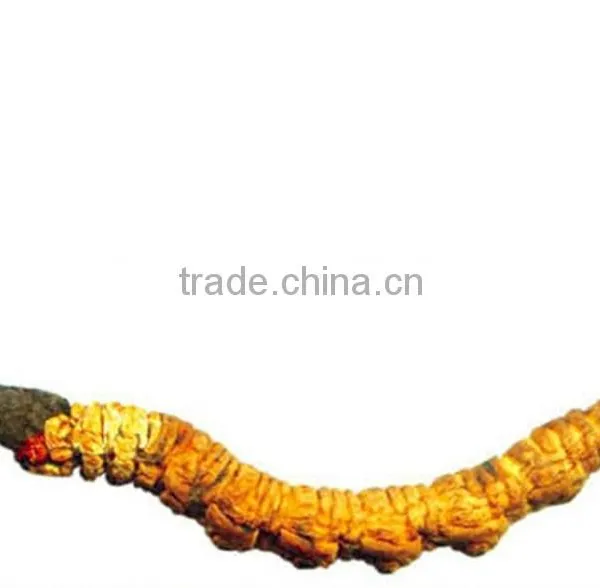 High Quality Natural Cordyceps Sinensis Extract/Cordyceps Sinensis Powder photo-2