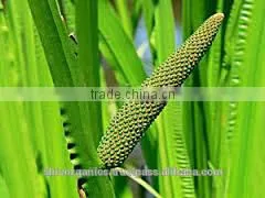 Calamus Oil photo-2