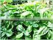 BULK Basil Oil