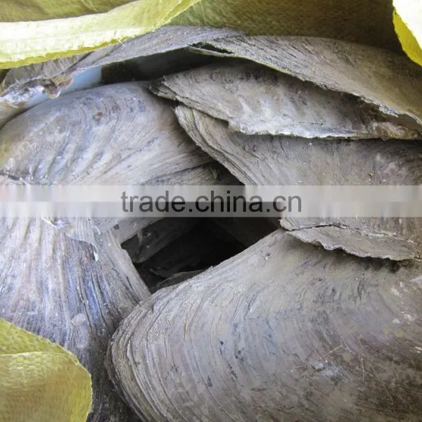 New Arrival Wholesale Natural Freshwater Shells Raw Shells photo-5