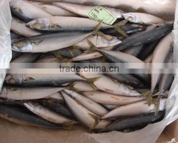 Whole Round Frozen Pacific Mackerel150-200g photo-2
