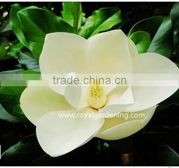 Magnolia Grandiflora Cold Hardy Landscaping Trees photo-2