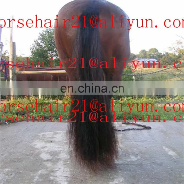 Ebay Horse Tail Hairs / Horsetail Hairs / Horse Hairs photo-3