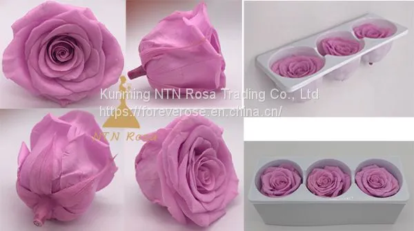 Preserved Rose Heads Look Like Artificial Flowers? It′s 100% Real! photo-2