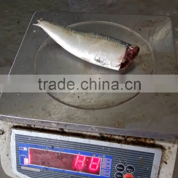 Head off Gutted Tail off Frozen Sardine Fish and Sardinella Longiceps photo-3