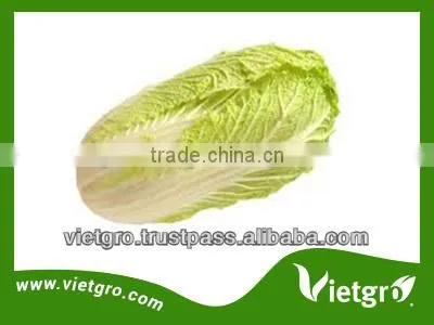 High Quality Fresh Organic Cabbages VGCC0012